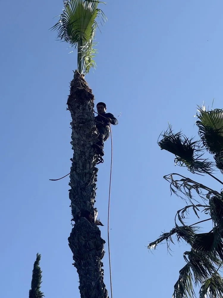 Reliable lawn mowing service in Reseda, CA by Edwin M Landscaping &Maintenance