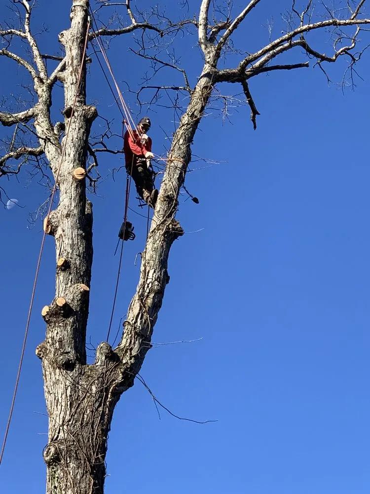 Trusted yard maintenance in Manassas Park, VA - Edwin Tree Services Removal