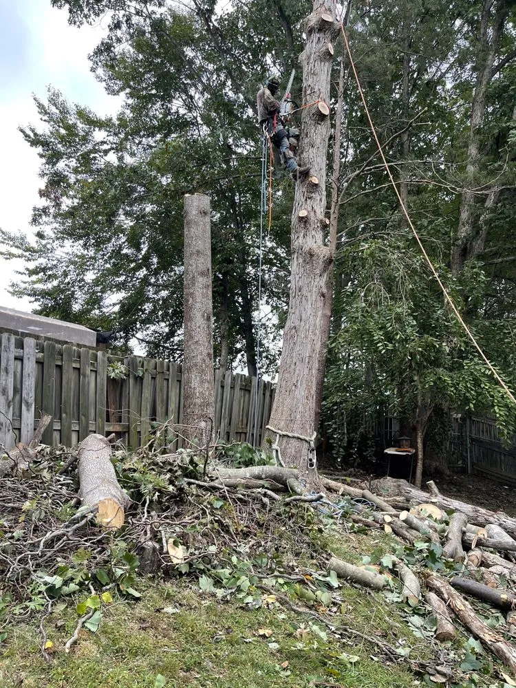 Professional landscaping services near you in Manassas Park, VA by Edwin Tree Services Removal