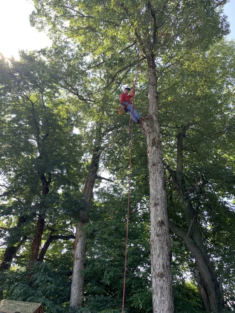 Custom yard cleanup service experts serving Manassas Park, VA - Edwin Tree Services Removal