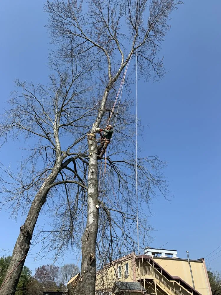 Local lawn care service for homes in Manassas Park, VA by Edwin Tree Services Removal