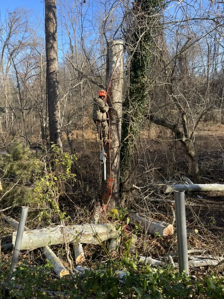 Reliable garden landscaping with custom design across Manassas Park, VA - Edwin Tree Services Removal