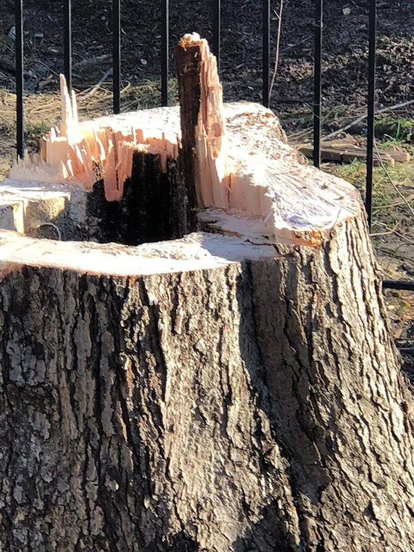 Top-rated landscape installation for beautiful yards across Manassas Park, VA - Edwin Tree Services Removal