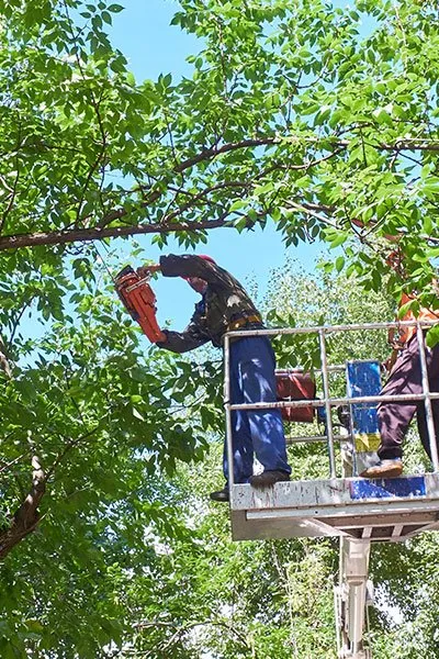 Reliable landscaping services for year-round maintenance across Manassas Park, VA - Edwin Tree Services Removal