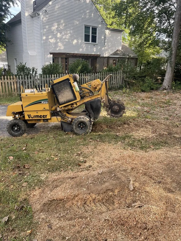 Expert yard maintenance in Manassas Park, VA - Edwin Tree Services Removal