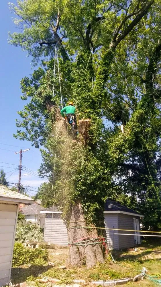 Trusted yard maintenance in Catonsville, MD - Edwin's Landscaping and Tree Experts