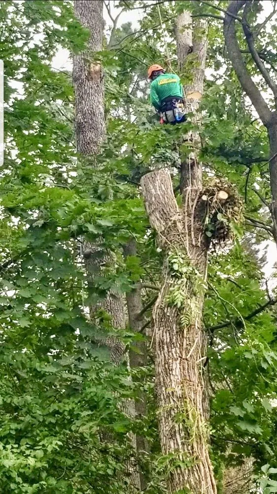 Custom landscaping services in Catonsville, MD by Edwin's Landscaping and Tree Experts