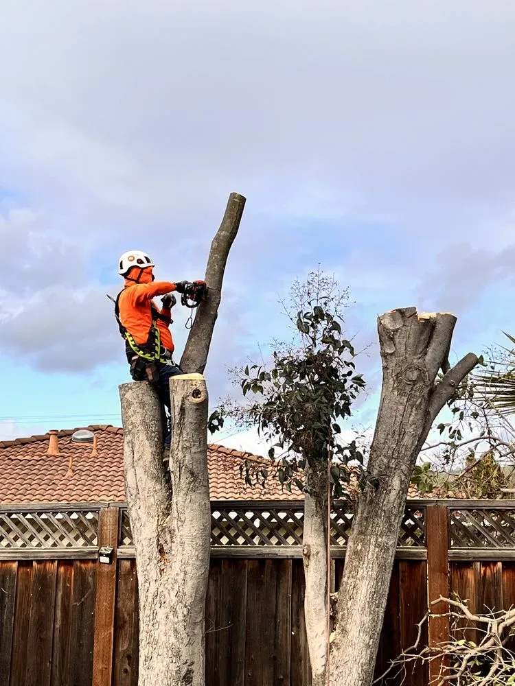 Top-rated landscape installation experts serving Tracy, CA - Edwin’s Landscaping service