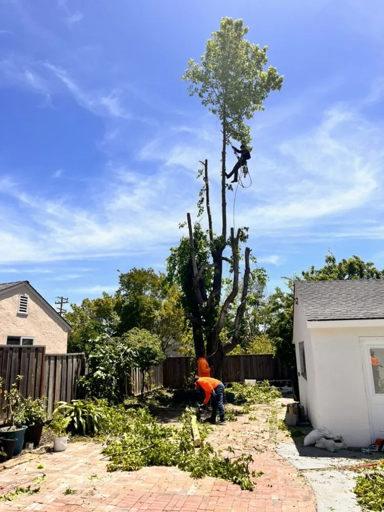 Professional residential landscaping with custom design across Tracy, CA - Edwin’s Landscaping service