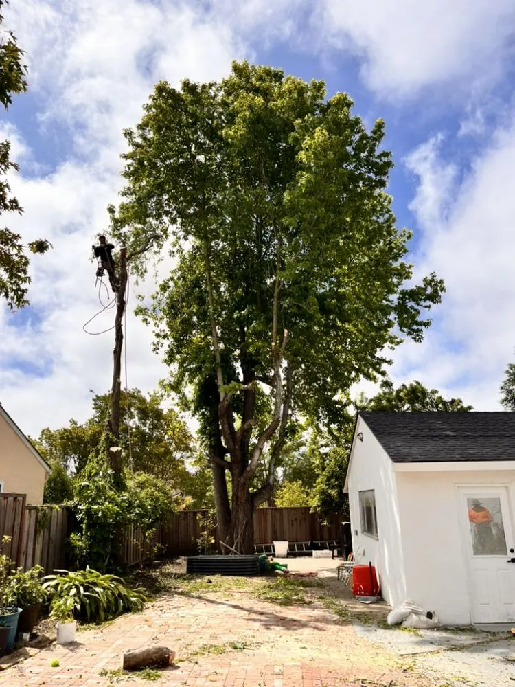 Top-rated residential landscaping with custom design across Tracy, CA - Edwin’s Landscaping service