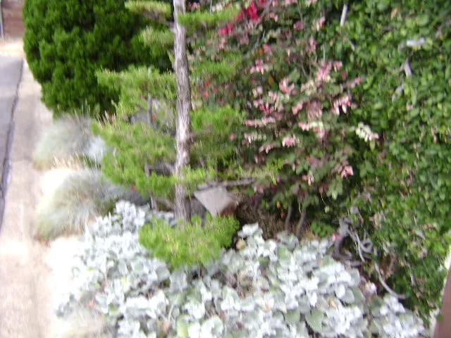 Custom landscape design in San Diego, CA - Edwords Horticulture