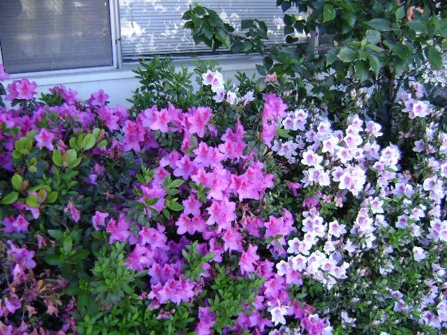 Custom lawn care service experts serving San Diego, CA - Edwords Horticulture