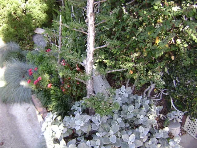 Affordable yard cleanup service experts serving San Diego, CA - Edwords Horticulture