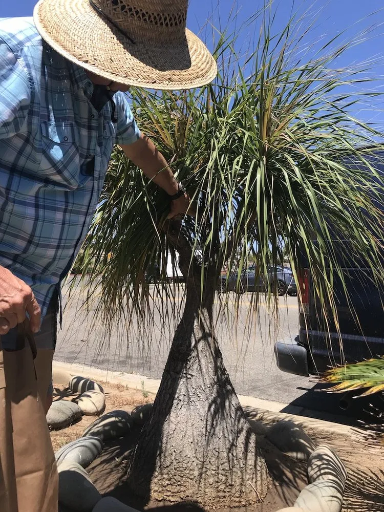 Local lawn care service experts serving San Diego, CA - Edwords Horticulture