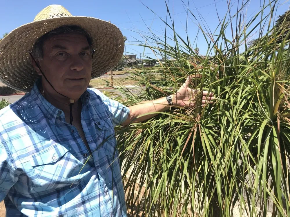 Local yard cleanup service in San Diego, CA by Edwords Horticulture