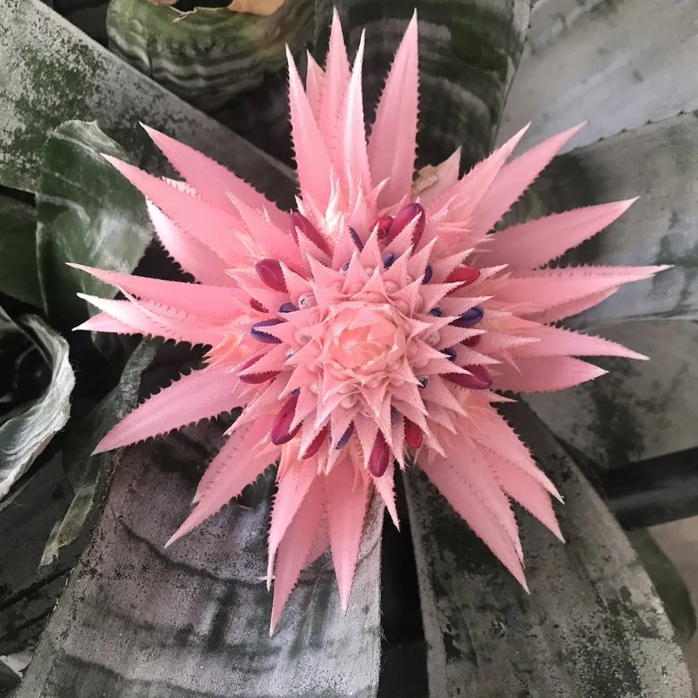 Expert lawn mowing service in San Diego, CA by Edwords Horticulture