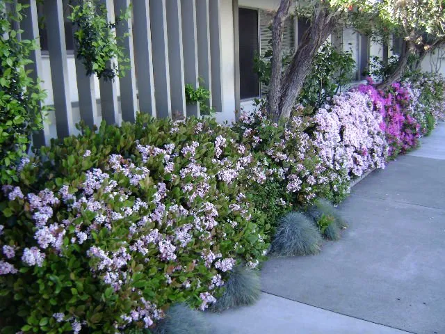 Professional outdoor landscaping in San Diego, CA by Edwords Horticulture