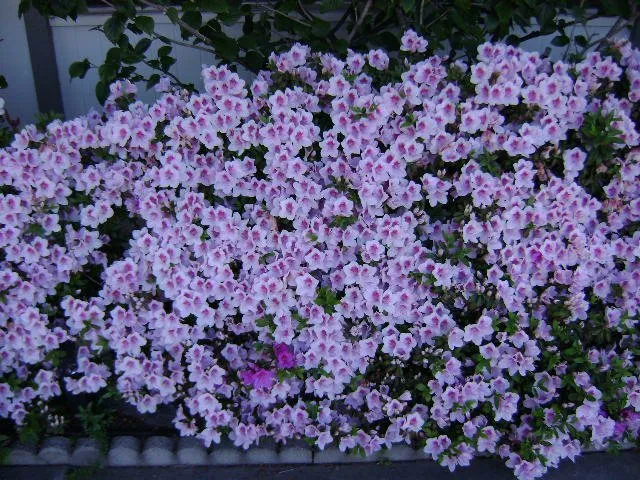 Professional outdoor landscaping in San Diego, CA by Edwords Horticulture