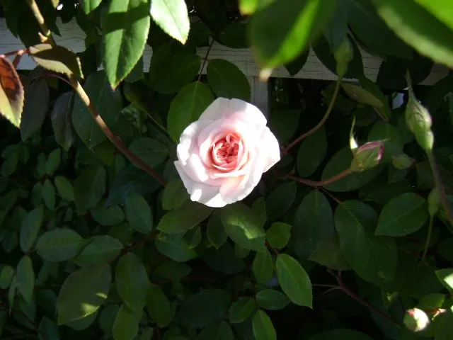 Custom lawn mowing service near you in San Diego, CA by Edwords Horticulture