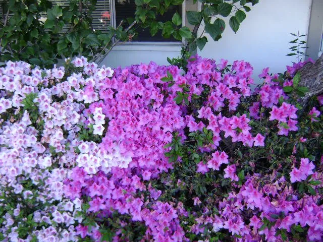 Expert landscaping services with custom design in San Diego, CA by Edwords Horticulture