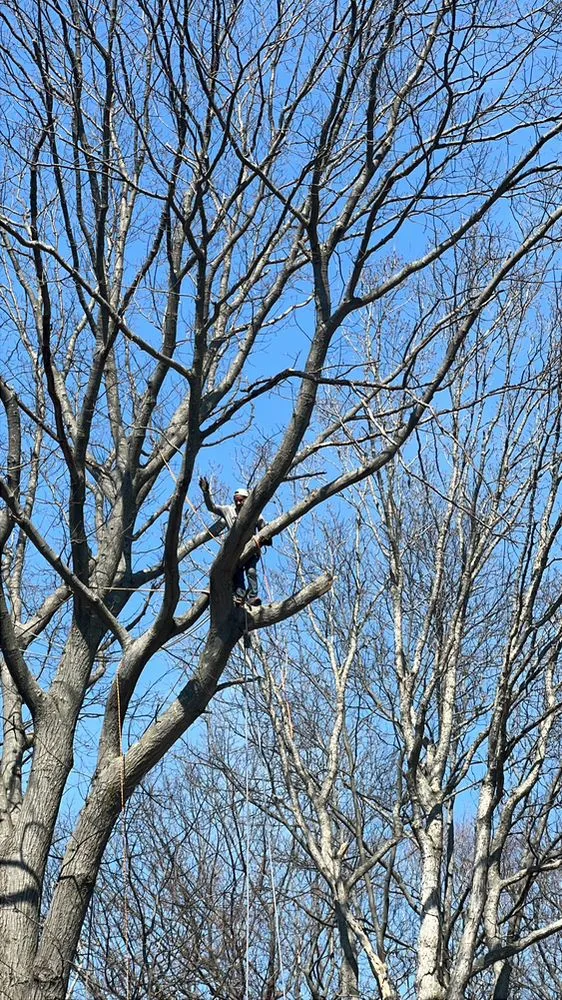 Affordable landscape installation in Stamford, CT by Edwork Landscaping