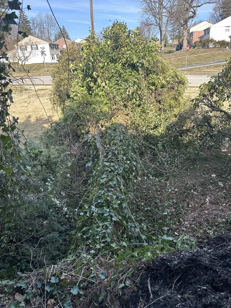 Top-rated lawn mowing service experts serving Drexel Hill, PA - Edy’s Landscaping Services