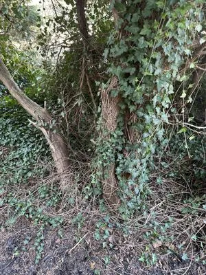 Edy’s Landscaping Services Logo