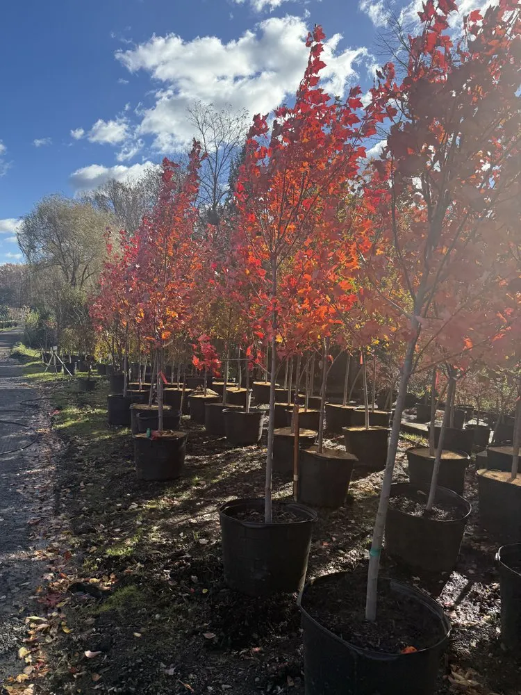 Affordable landscaping services in Freehold, NJ by EDZ Tree Service