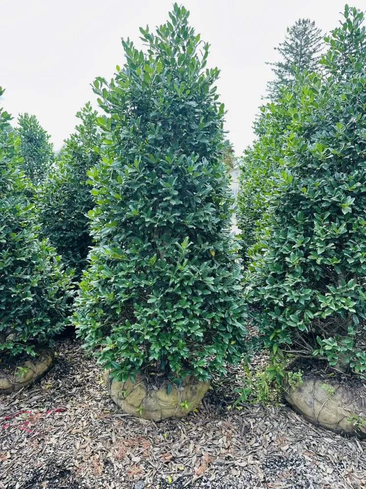 Top-rated lawn mowing service for residential properties in Freehold, NJ by EDZ Tree Service