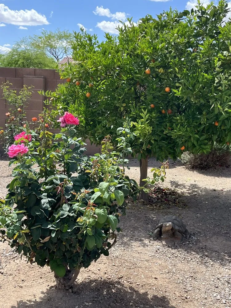 Local landscaping services for homes across Tucson, AZ - E&E Landscape