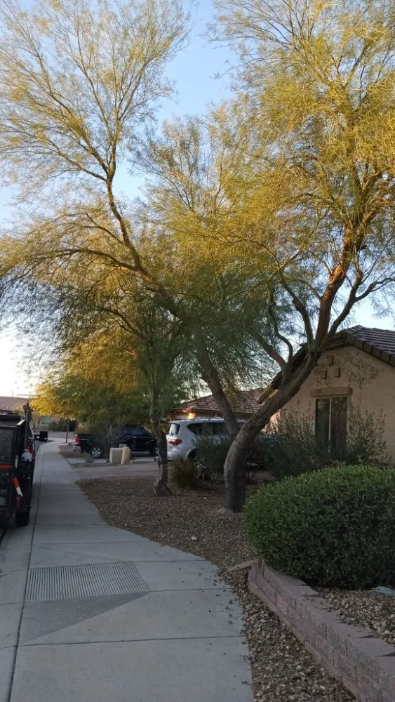 Affordable lawn care service experts serving Phoenix, AZ - E&E Landscaping Services