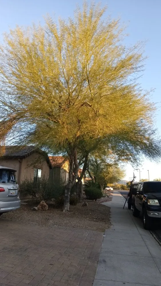 Top-rated lawn mowing service with custom design across Phoenix, AZ - E&E Landscaping Services