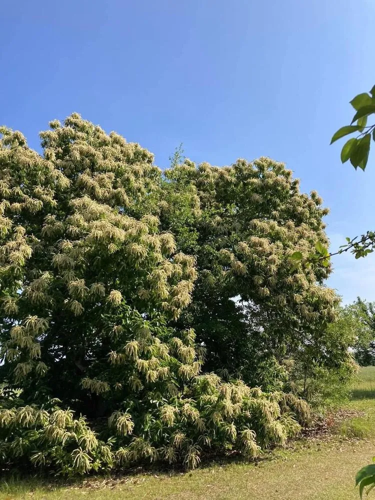 Custom lawn mowing service for year-round maintenance in Reidsville, GA by E&E Landscaping Services