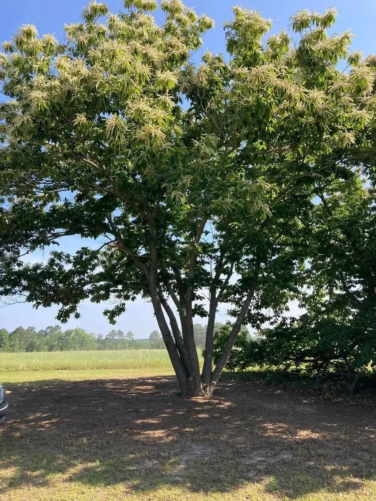 Reliable yard maintenance in Reidsville, GA by E&E Landscaping Services