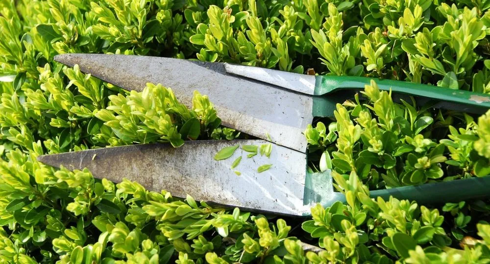 Top-rated landscape design for residential properties across Sacramento, CA - E&E Lawn Care