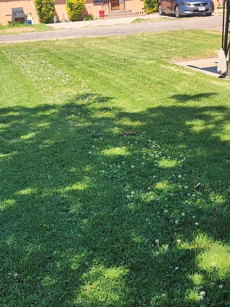Expert garden landscaping for year-round maintenance in El Nido, CA by E&E Yard Services