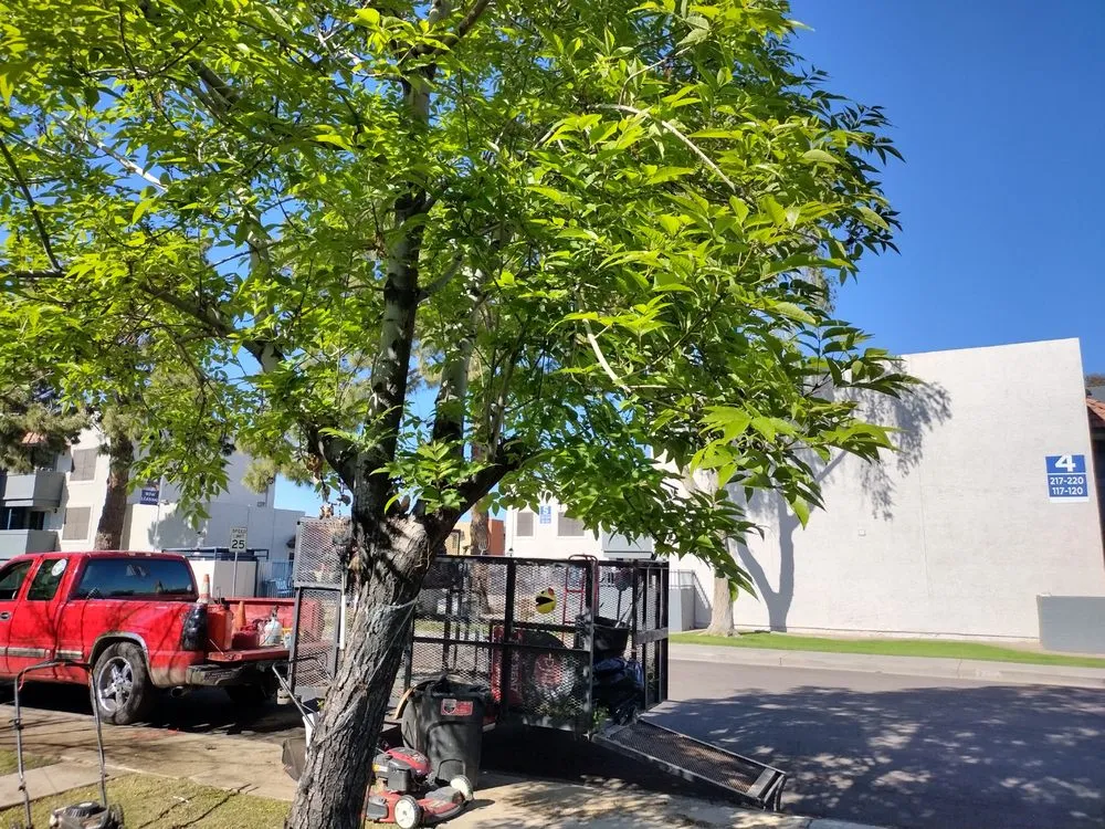 Custom yard maintenance for beautiful yards in Surprise, AZ by E&F Landscaping