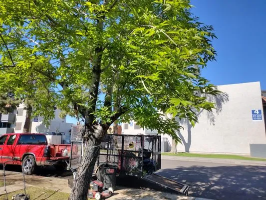 E&F Landscaping Logo