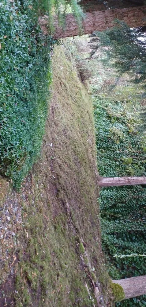 Reliable yard cleanup service in Tulalip Bay, WA by EFero Handyman Services