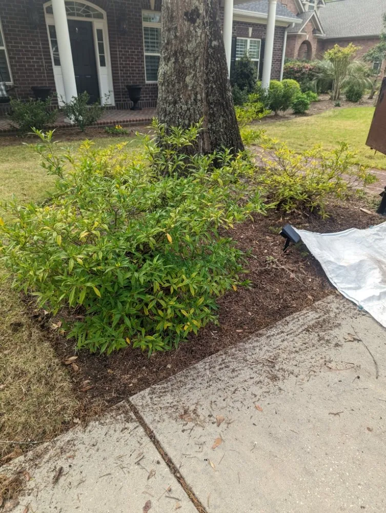 Trusted landscaping services experts serving Georgetown, SC - Efrain and Son lawn Care Service