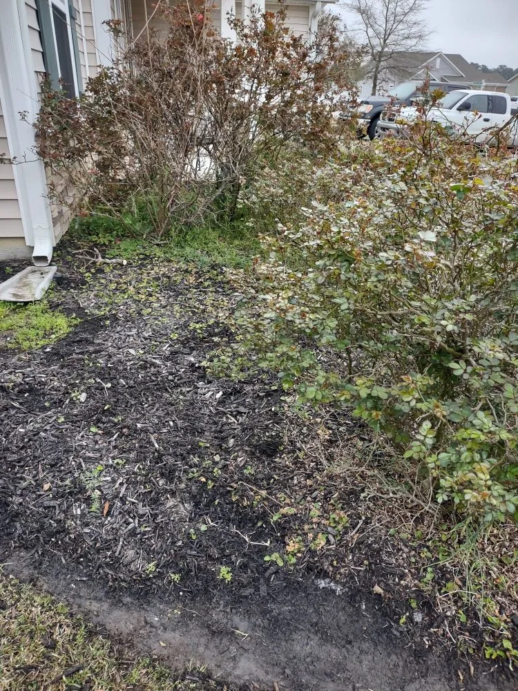 Custom yard cleanup service experts serving Georgetown, SC - Efrain and Son lawn Care Service