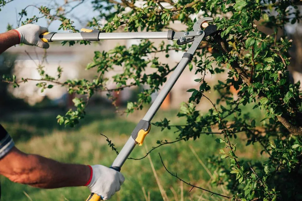 Trusted yard cleanup service experts serving Lillington, NC - Efrain Esquivel Landscaping and Painting