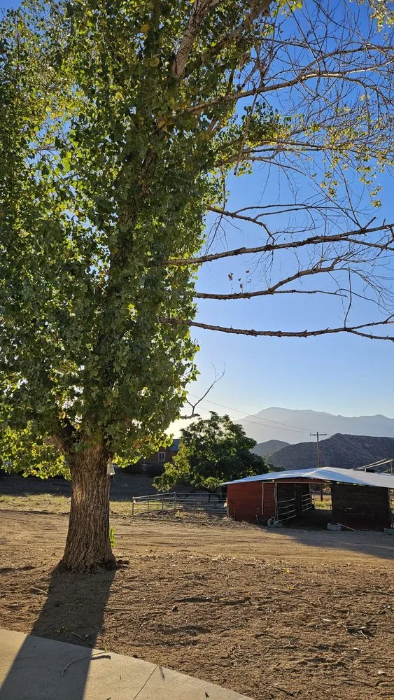 Affordable yard cleanup service experts serving Beaumont, CA - Efrain Tree Services