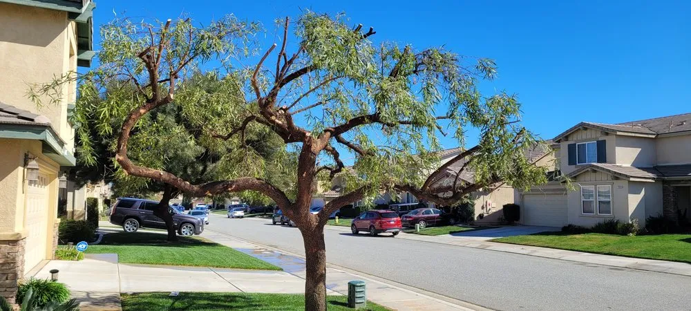 Expert garden landscaping experts serving Beaumont, CA - Efrain Tree Services