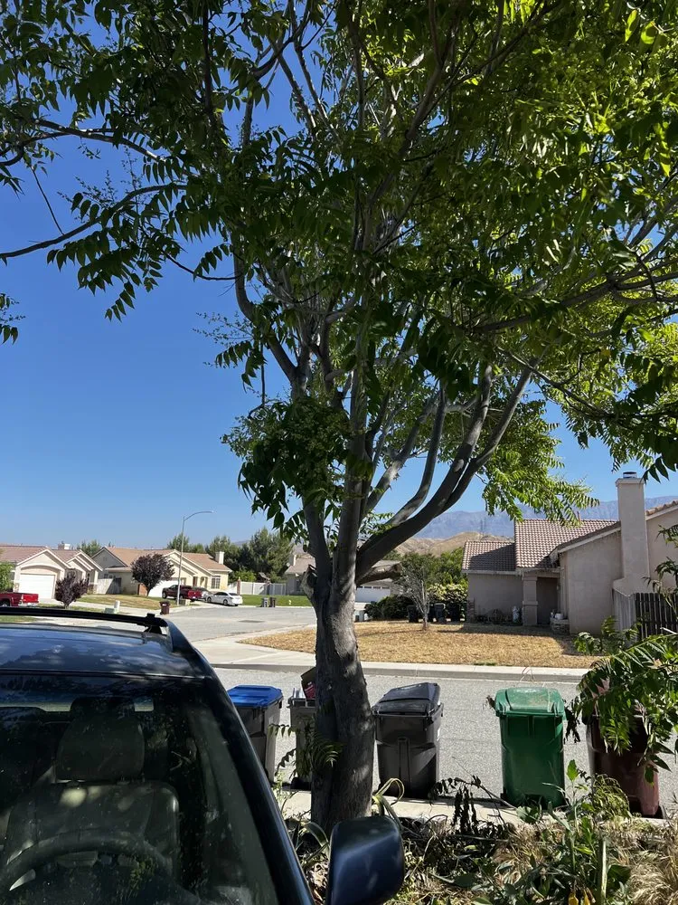 Custom lawn care service for homes across Beaumont, CA - Efrain Tree Services