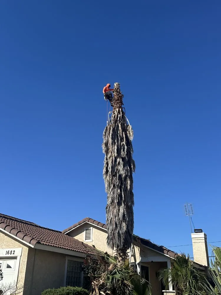 Expert garden landscaping with custom design in Beaumont, CA by Efrain Tree Services