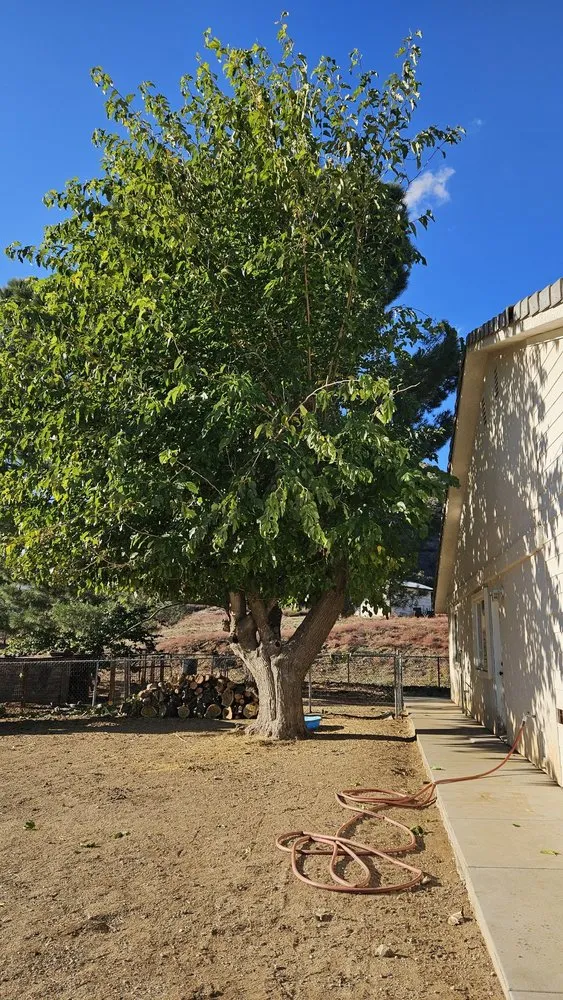 Professional landscaping services for homes across Beaumont, CA - Efrain Tree Services