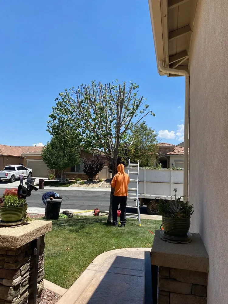 Professional yard maintenance for homes across Beaumont, CA - Efrain Tree Services