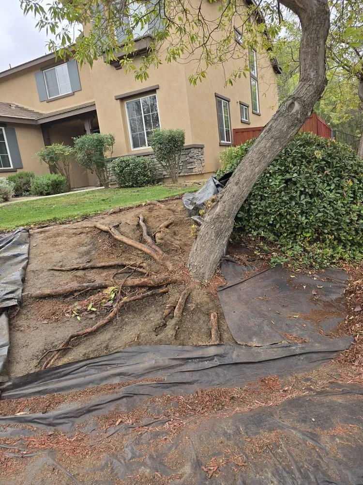 Reliable outdoor landscaping in Beaumont, CA - Efrain Tree Services