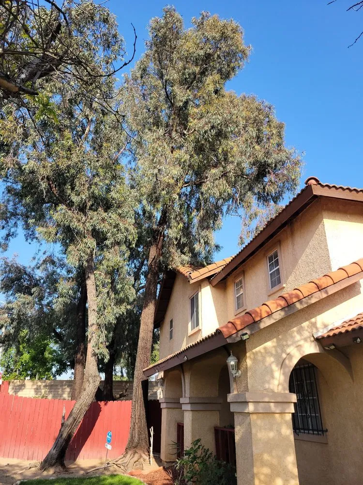 Affordable yard cleanup service in Beaumont, CA - Efrain Tree Services